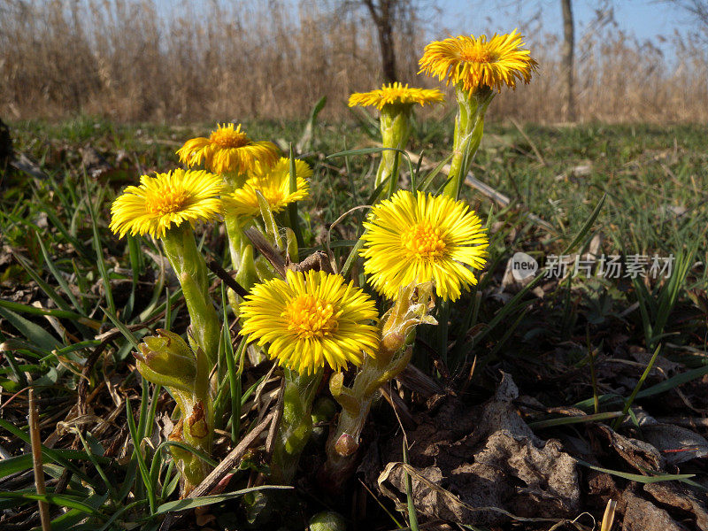 钶钽钽(Tussilago farfara)